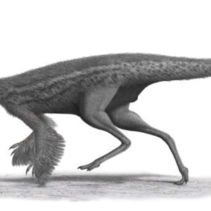 Illustration of Gallimimus, a fast-running ostrich-mimic dinosaur, standing with long legs and a feathered body