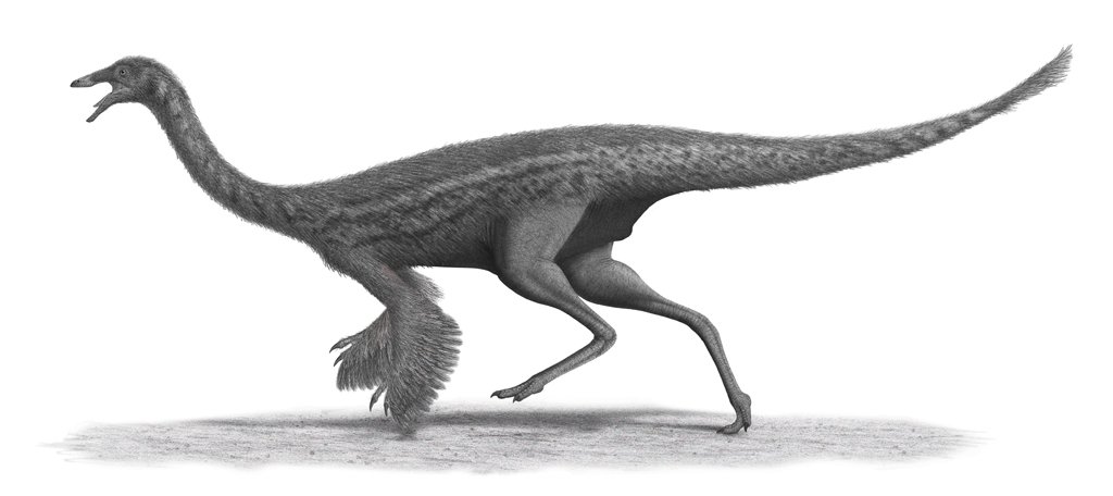 Illustration of Gallimimus, a fast-running ostrich-mimic dinosaur, standing with long legs and a feathered body